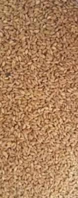 Amık karakılçık buğday(500 gr) 